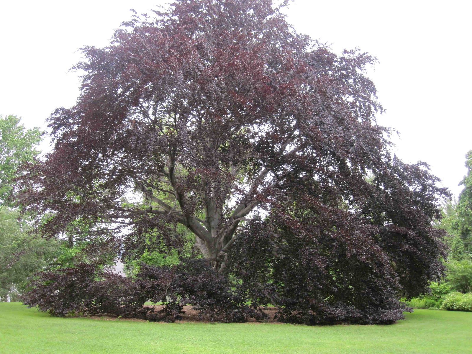 Sense & the City SOUND Wave Hill’s copper beech tree before a rainstorm