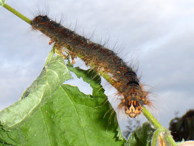 Kunugia undans caterpillar Kunugia undans caterpillar