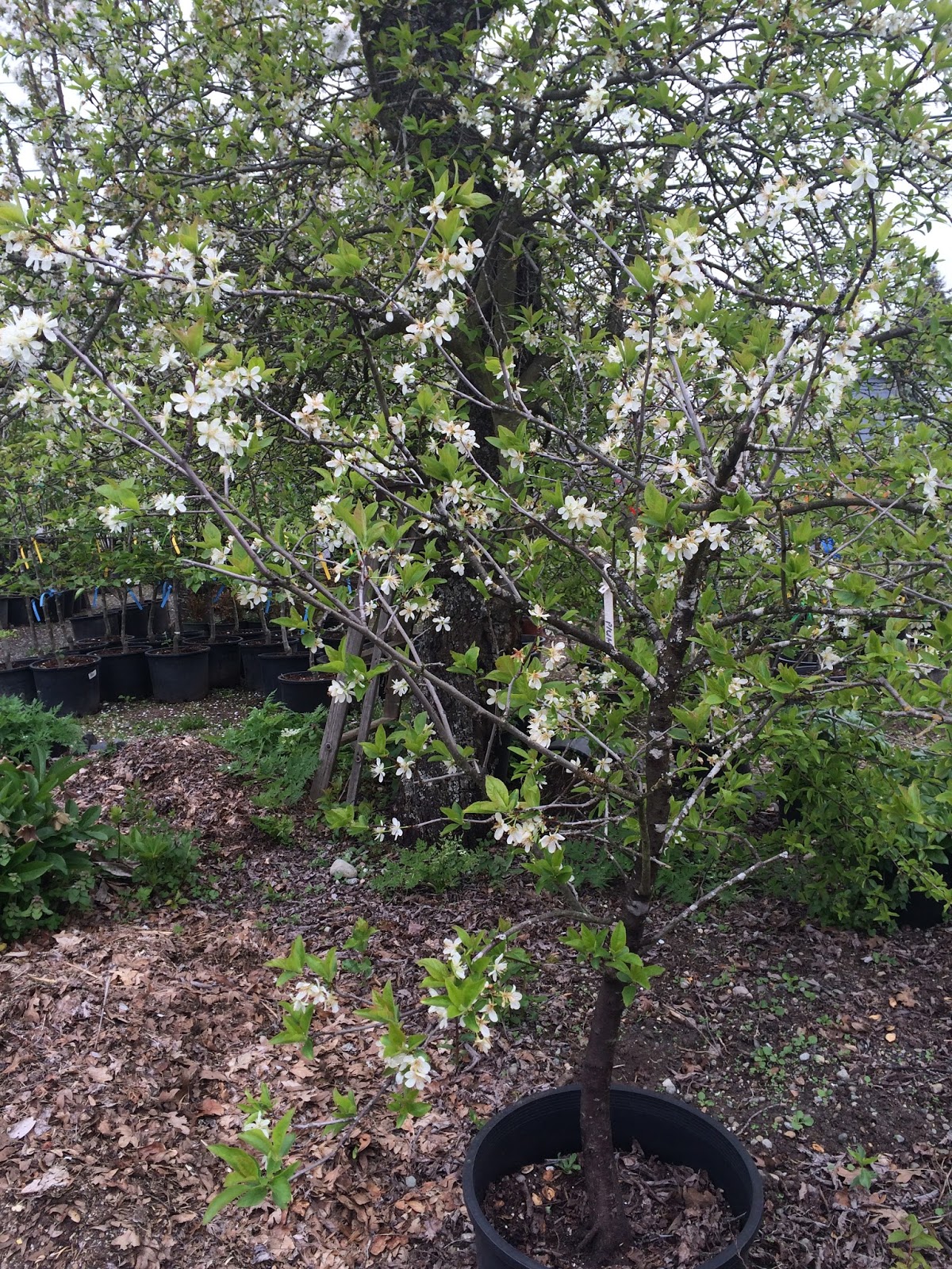 Lakewood Living Living and shopping in Lakewood Wild Thyme Nursery