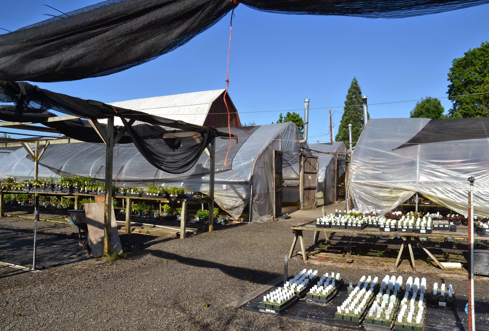 Melissa's Media Blog Photo Essay Fry Road Nursery, Albany