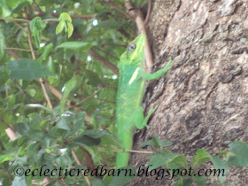 Eclectic Red Barn: Florida Green Gecko on Tree