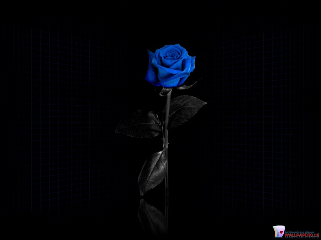 Blue Rose Wallpaper ~ kiyute80