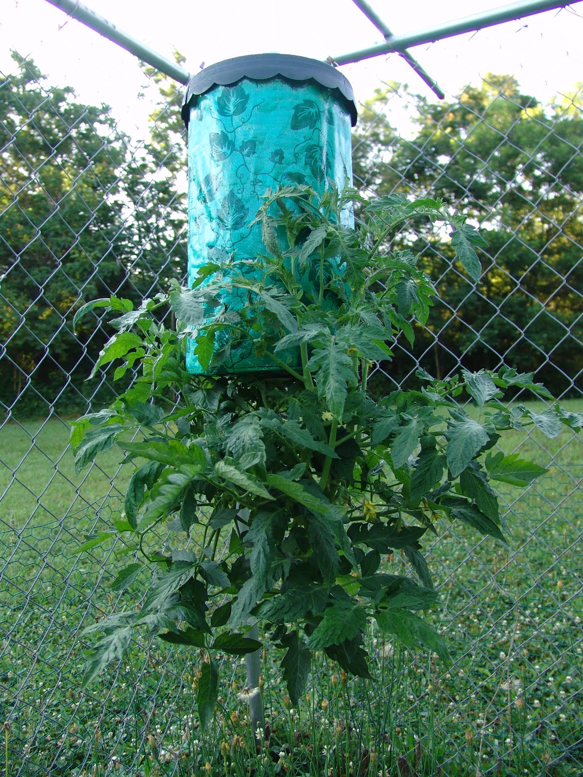 Glen Woodfin Cafe Grow Tomato Plants Upside Down with Topsy Turvy Planters