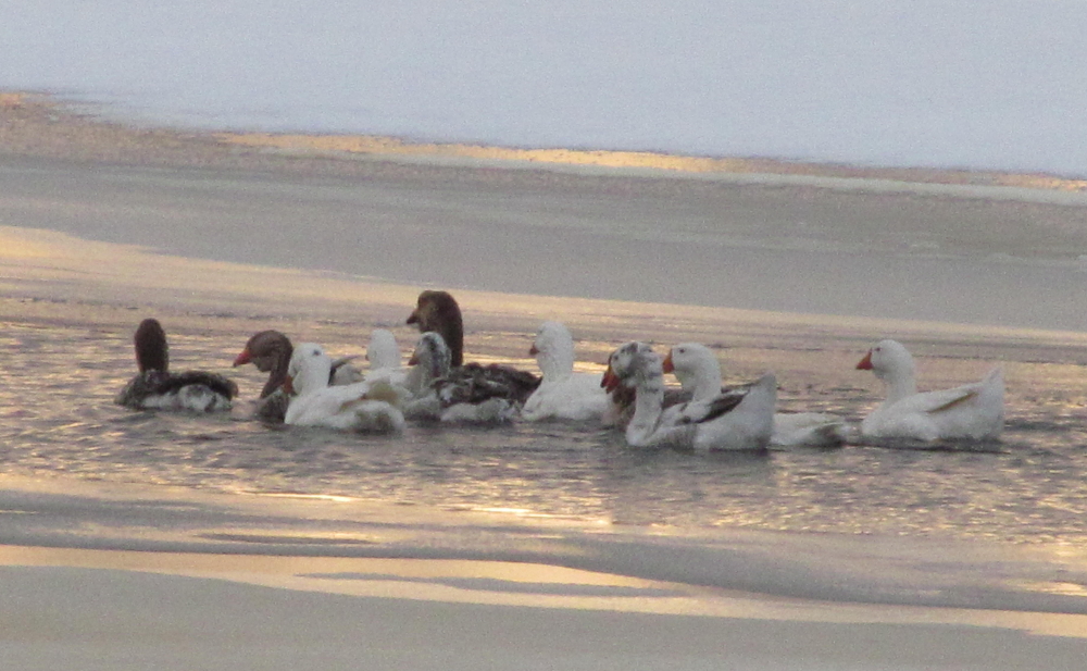 гуси в полынье. в. в. гуси в полостыне астафьев. гуси в полынье.