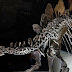 Самците на стегозаврите се "перчели" пред женските с непрактични израстъци на гърба