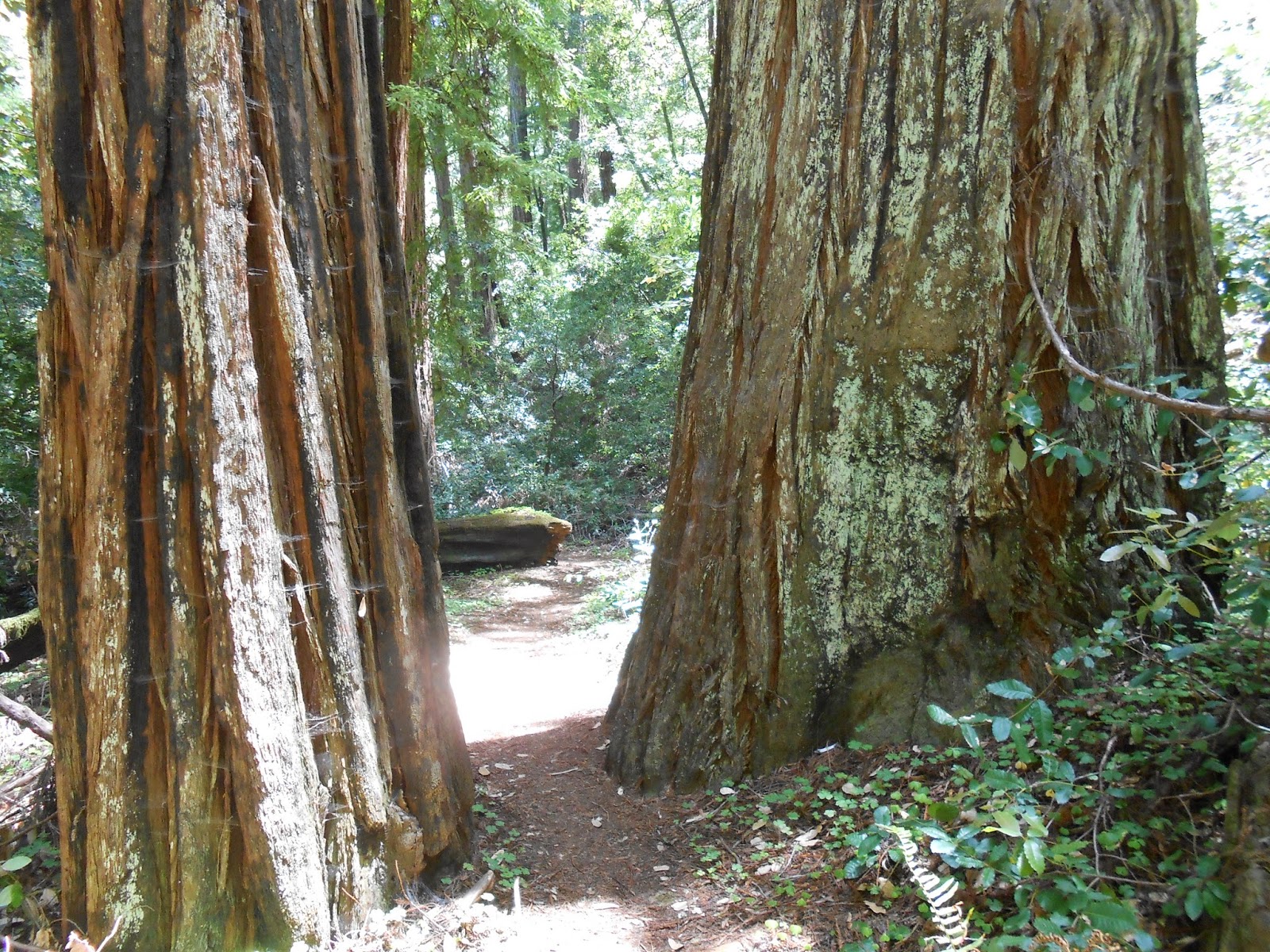 spirituality, nature, redwoods, 