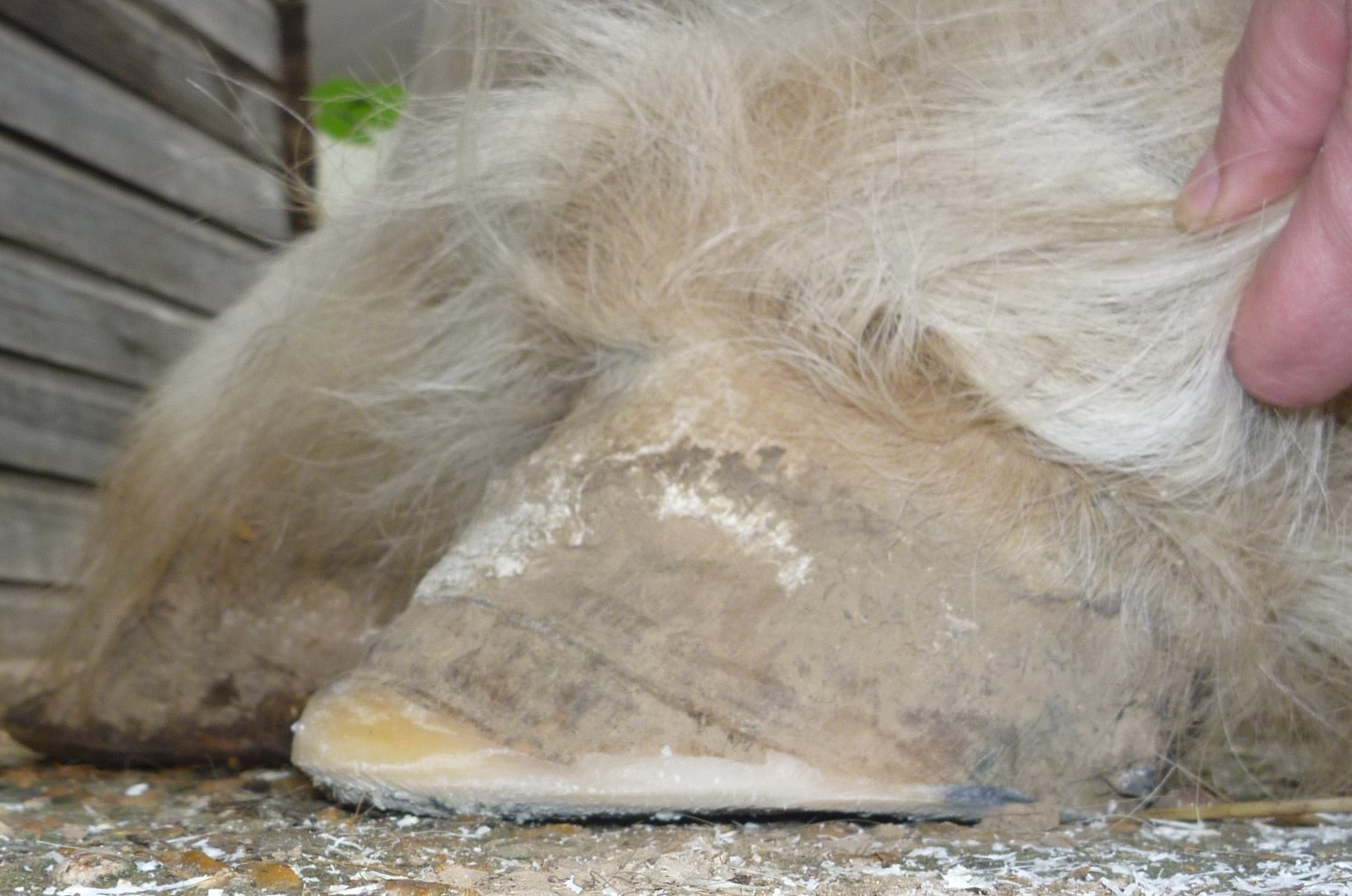 Barefoot Horse Blog Should I shoe my laminitic?