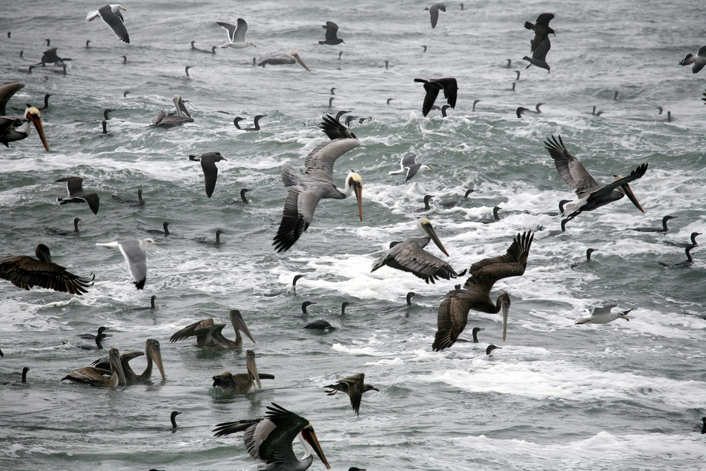 BIRDING THE CENTRAL COAST Feeding Frenzy and Bait Balls