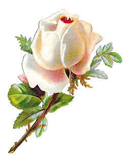 white shabby chic rose download rose flower shabby chic floral clipart image botanical art printable