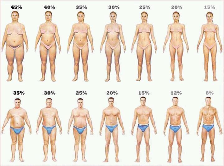 Percetage Of Body Fat 93