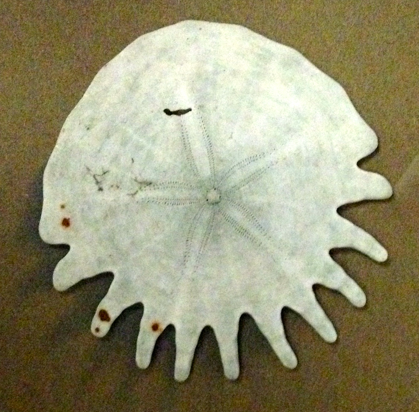 Little Odessa Entertainment SEA URCHIN IN THE SKY with Famous Persons