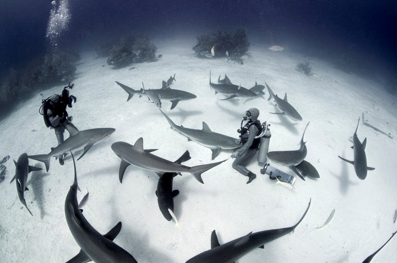 The Best Shark Dive in the World! The Value of Shark Diving in the