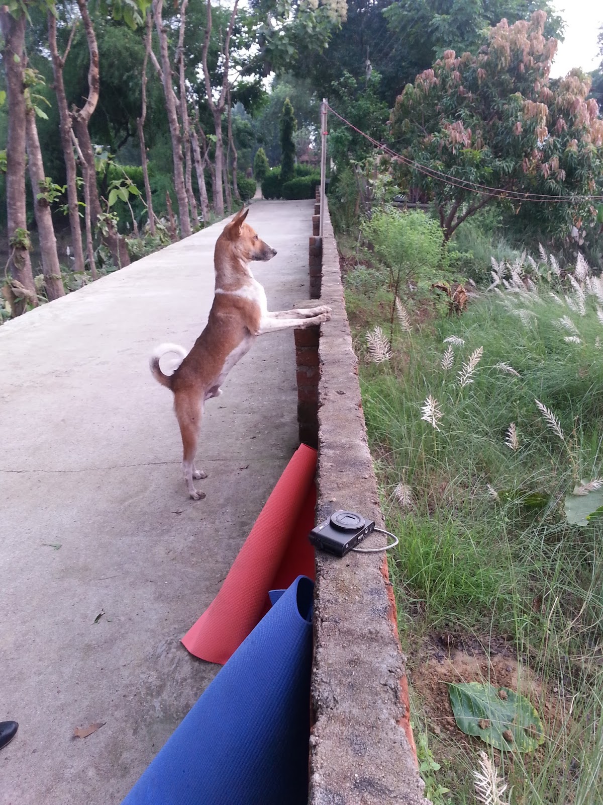 Indien 2016 2017 2016