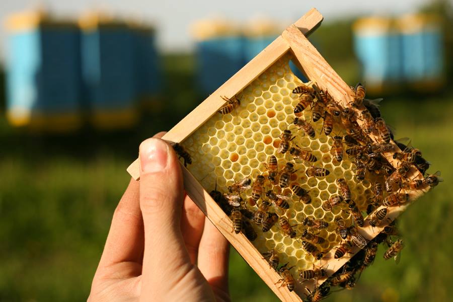 sahih ruya tabirleri