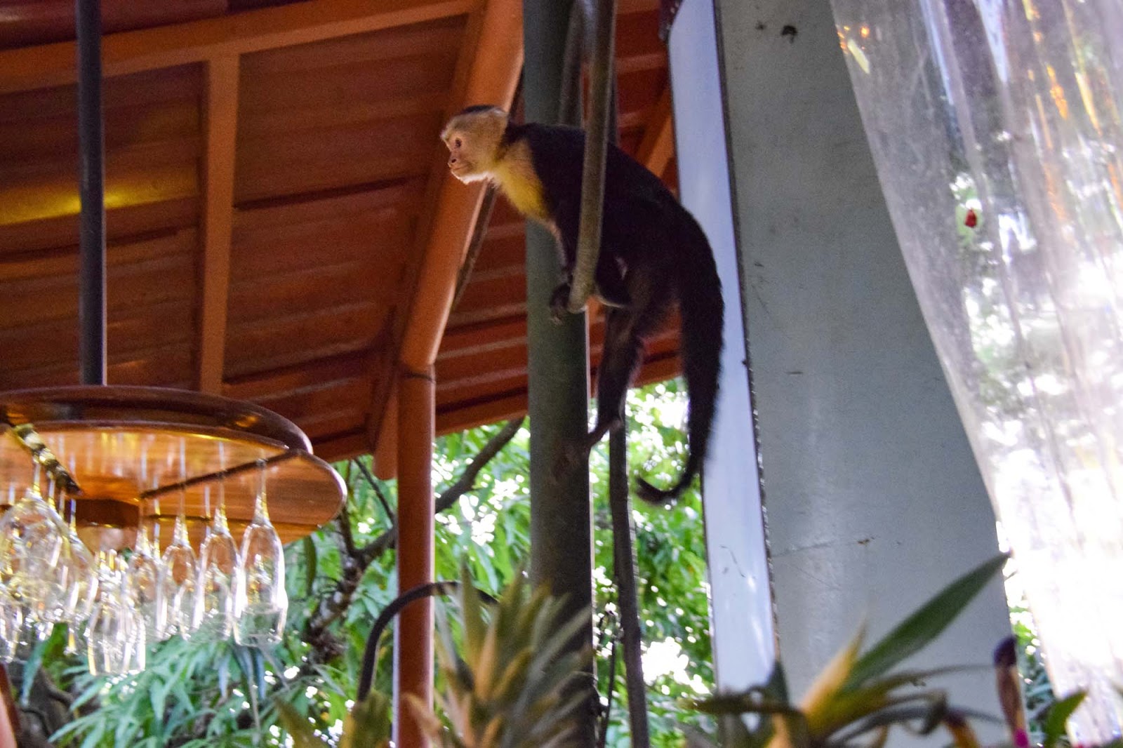 monkey in a restaurant 