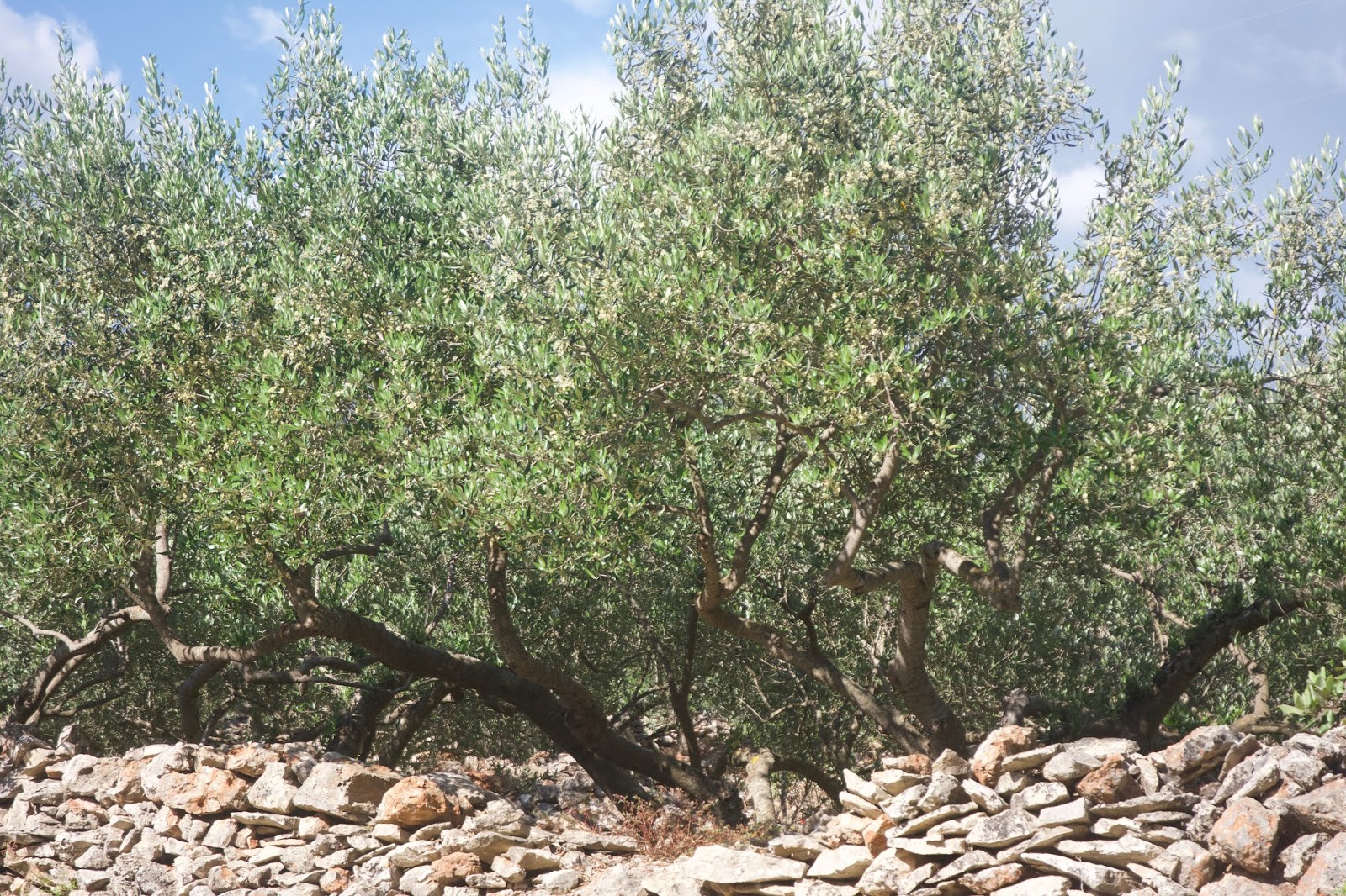 Vrboska Aka Little Venice On Island Hvar Croatia