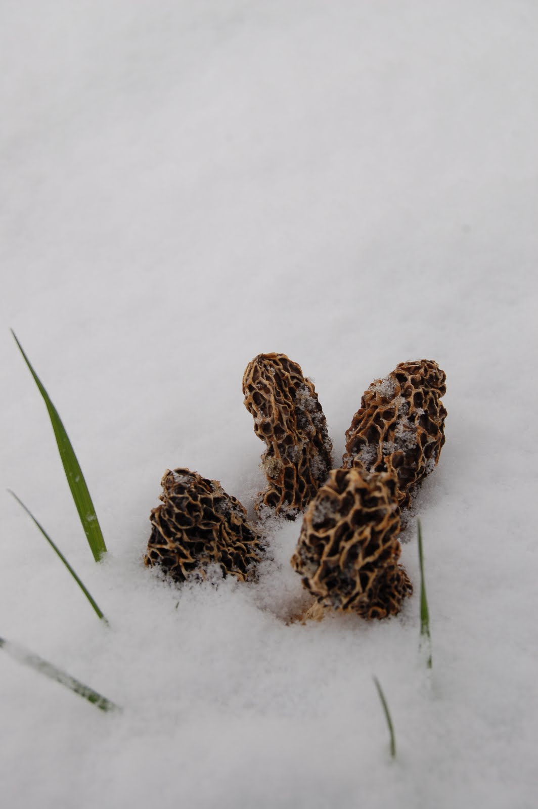 Mid Missouri Morels and Mushrooms Let It Snow, Let It Snow, Let It Snow