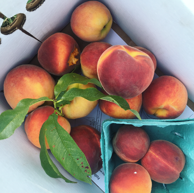 Peach Picking Alstede Farm