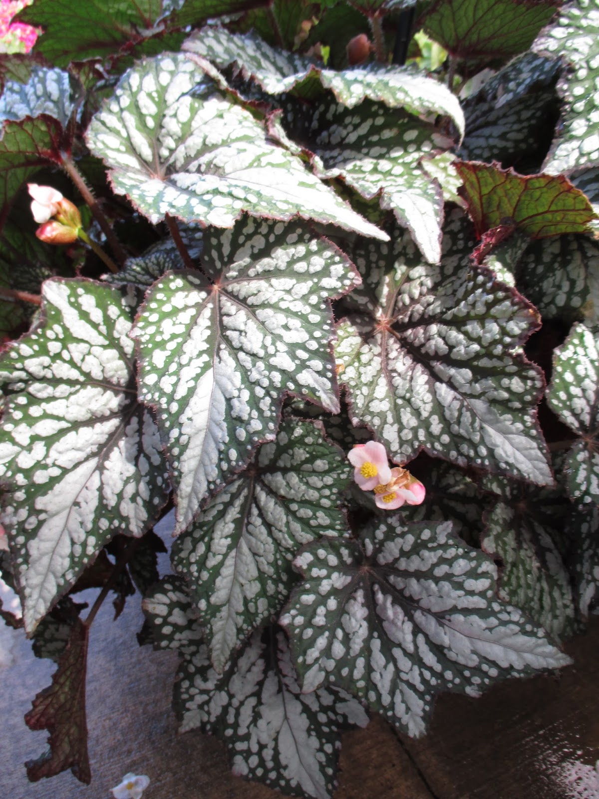Jurassic Rex Begonias - Rotary Botanical Gardens