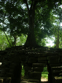 Trees Angkor Wat