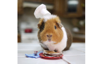 Guinea Pig Treats