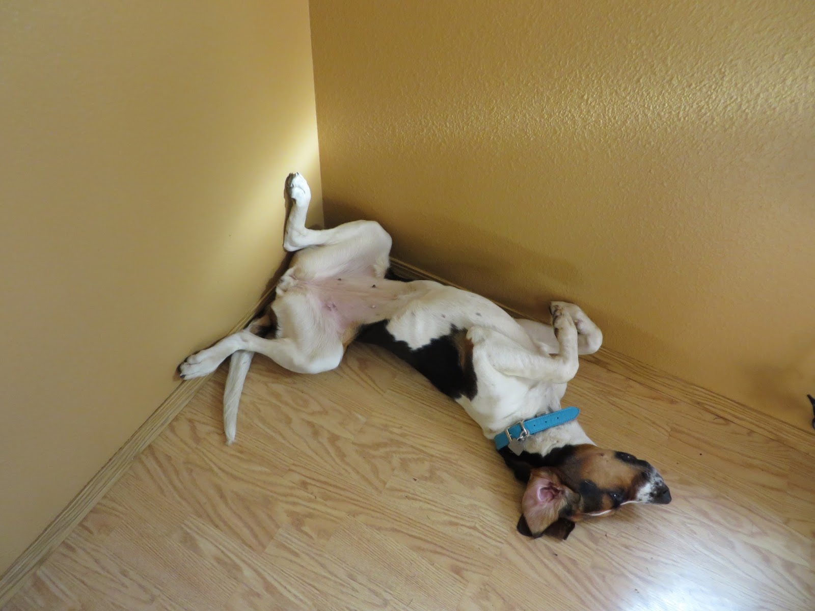 Dog position. Поза собаки мордой вниз техника выполнения. Dog position. Dog position. Dog position.