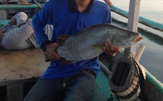 cara mancing dilaut, cara mancing ikan kerapu, Mancing Laut, cara mancing ikan patin, cara mancing ikan sembilang cara mancing dilaut, cara mancing ikan kerapu, Mancing Laut, cara mancing ikan patin, cara mancing ikan sembilang