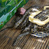 VIDEO; Un zoológico ofrece masajes con serpientes pitones