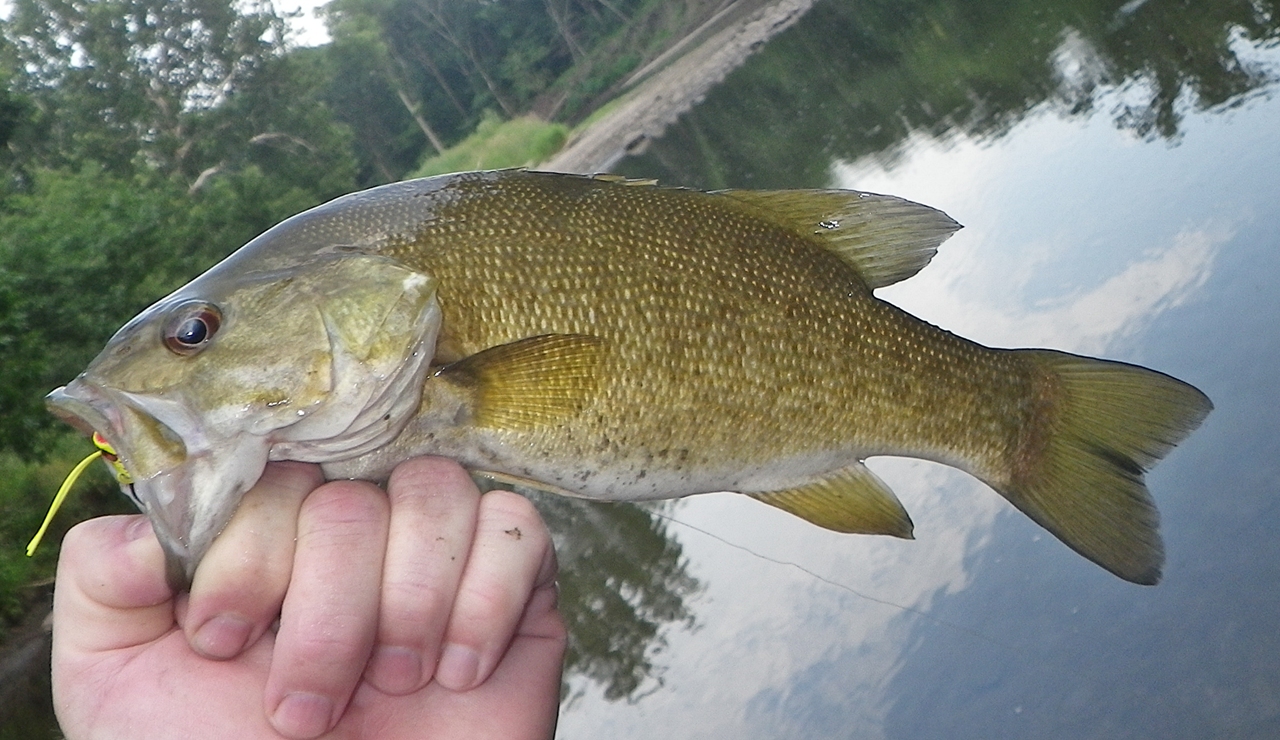 Smallmouth Bass Pictures 81