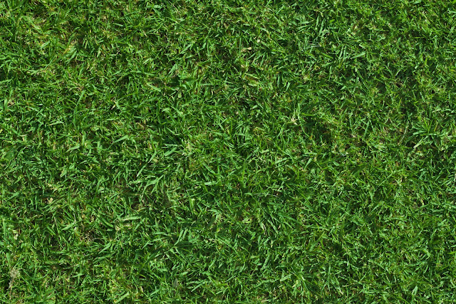Green lush grass texture