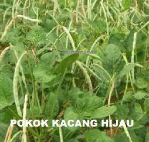 Anim Agro Technology Menanam Kacang Hijau Bagaimana