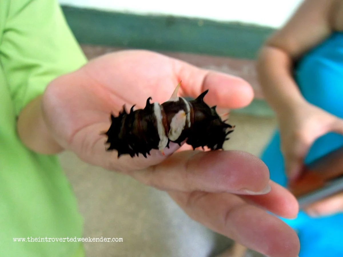 A caterpillar at Habitat butterfly sanctuary in Bohol