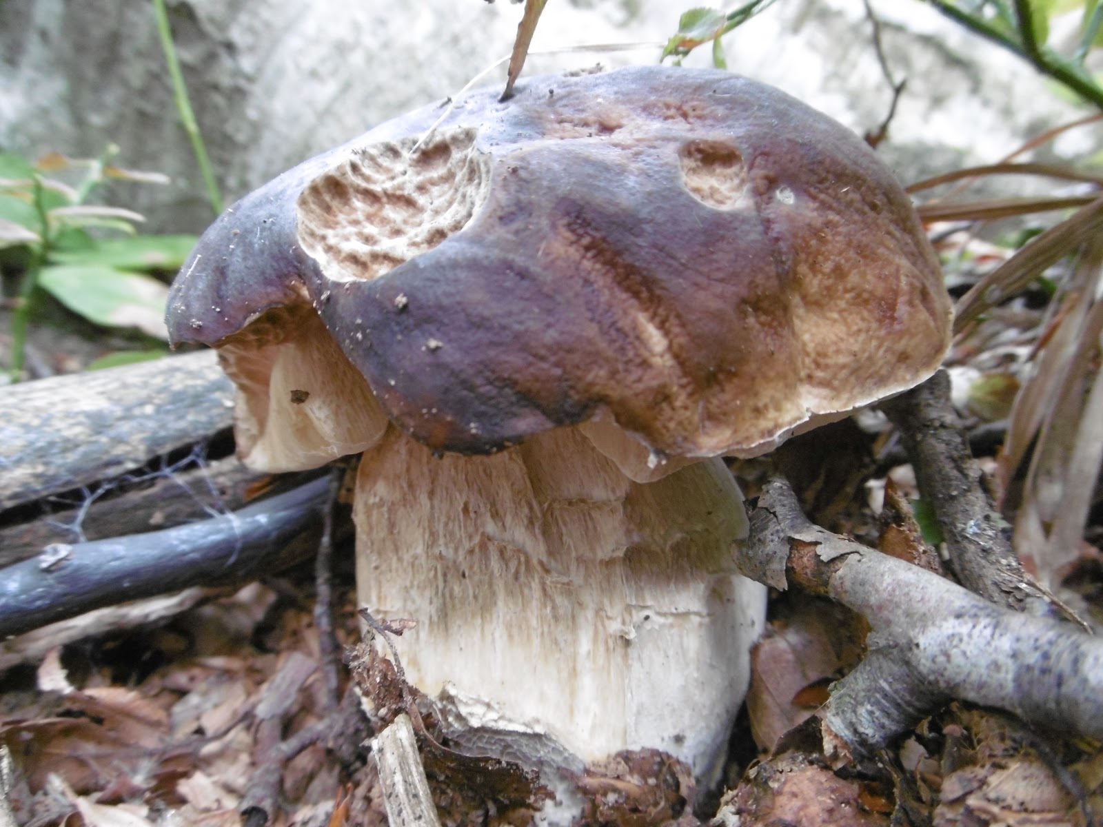 Prevedere l'uscita dei porcini