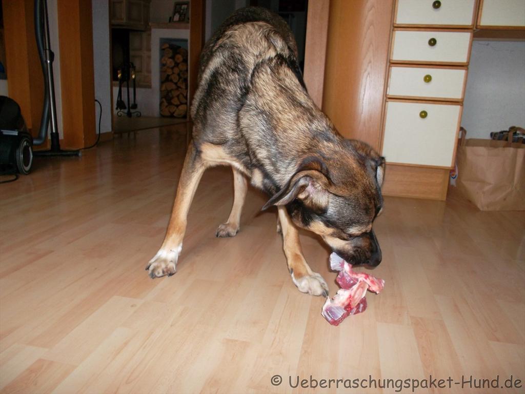 Überraschungspaket Hund ein Hundeblog der zeigt, wie unterschiedlich