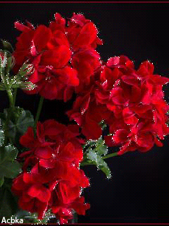 90 Imagenes Y Mensajes Con Flores Hermosas Exoticas Con