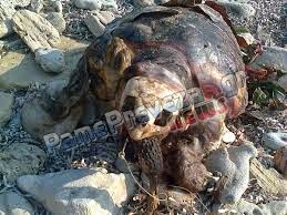 Τραγικό εύρημα στο στόμα νεκρής θαλάσσιας χελώνας στην Πρέβεζα – Δεύτερο κρούσμα μέσα σε λίγες ημέρες