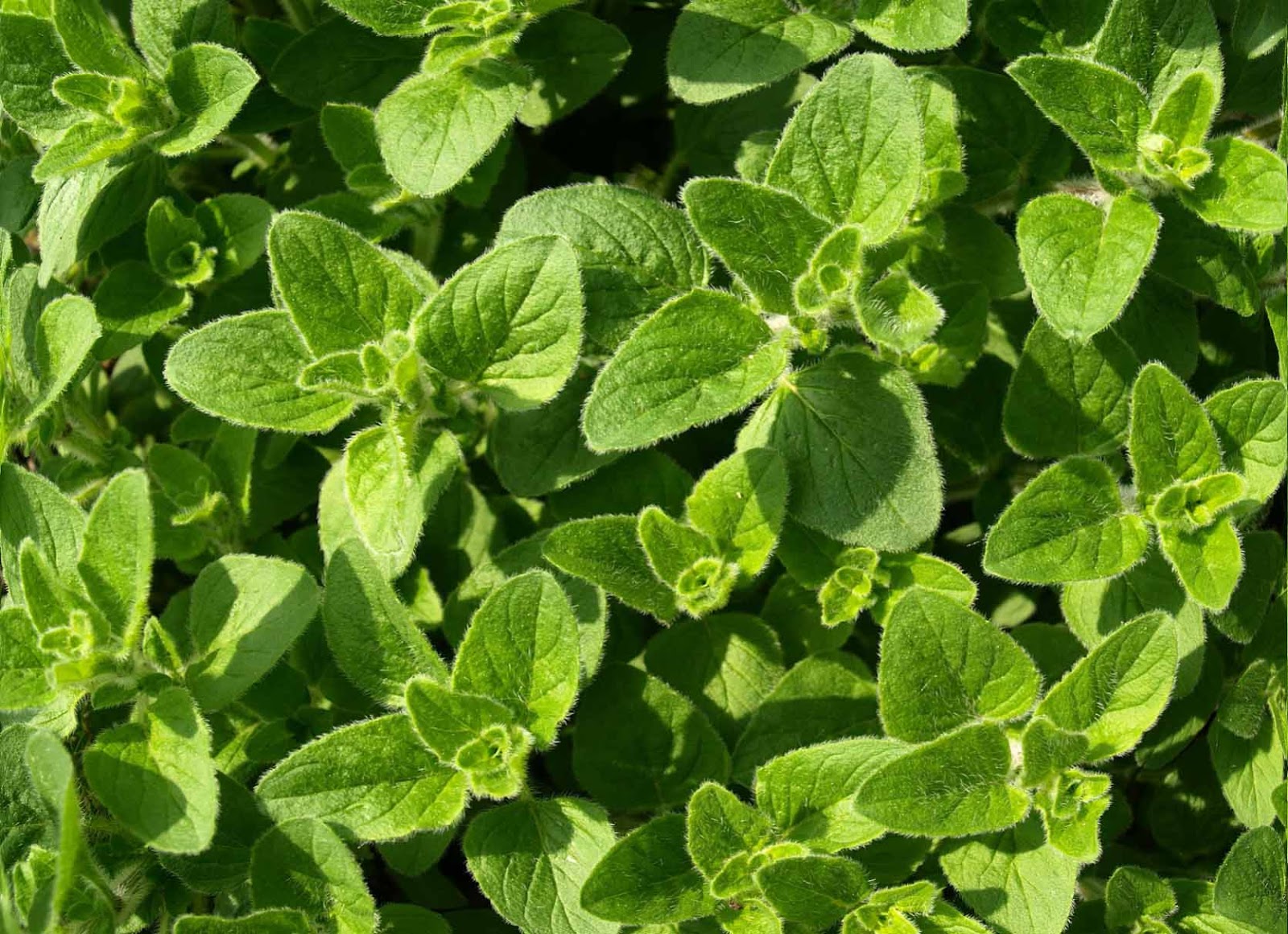 Culinary Physics Cilantro Taste Why Coriander (Cilantro) Tastes Like