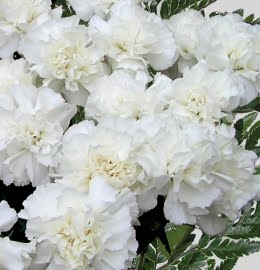 ferns n petals meaning of white carnation