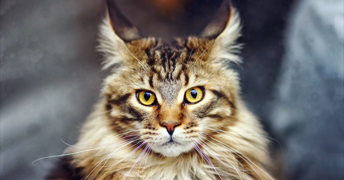 Royal Family Baby Stroller strollers 8 biodata kucing maine coon 5