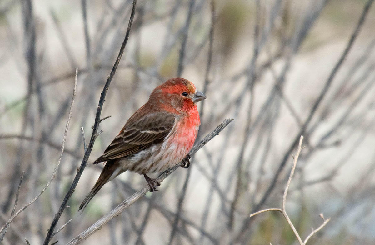 Red House Finch - Greg in San Diego