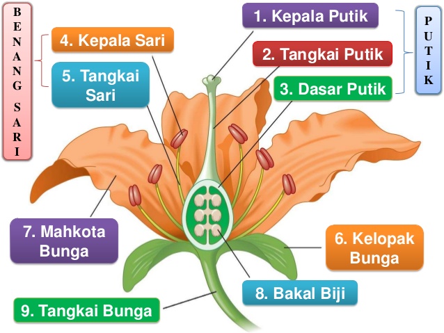 Struktur, Fungsi, dan Pembagian Bunga | PAGAR PENGETAHUAN