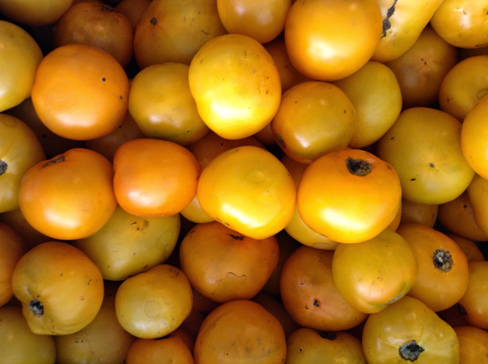 yellow gold tomatoes