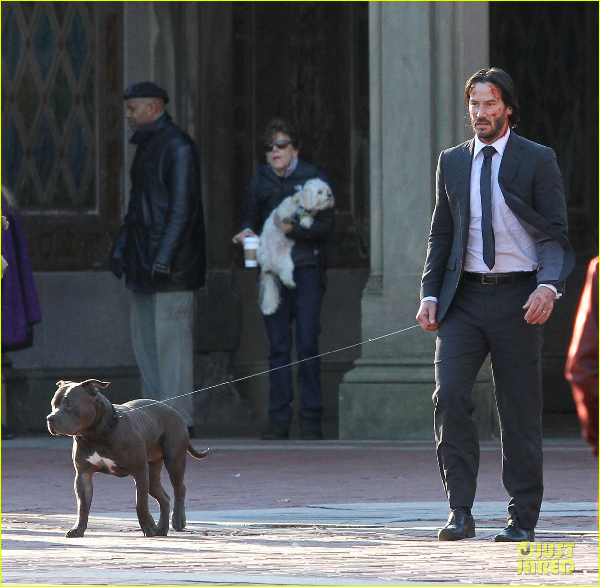 джон уик 3 собаки. киану ривз собака джон уик порода собаки. джон уик 1 собака. собака джон. джон уик 2 собака.