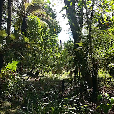 New Zealand bush.