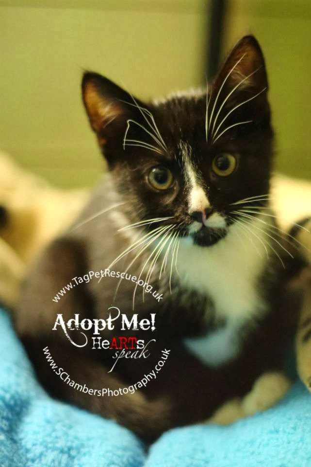 Pets That Need Rehoming In The top 10 moustache cats in Rescue