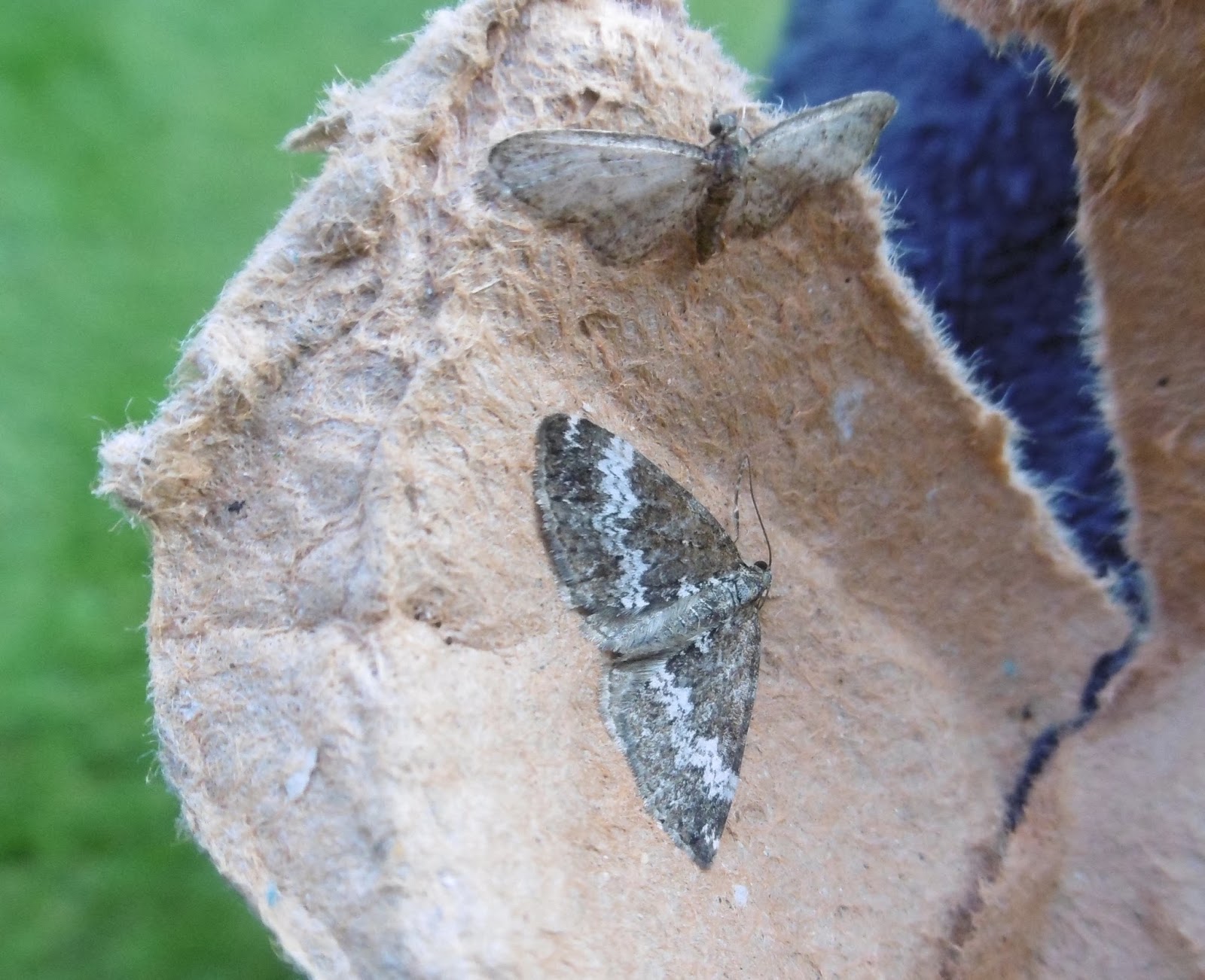 Martin's Moths The moths just keep coming