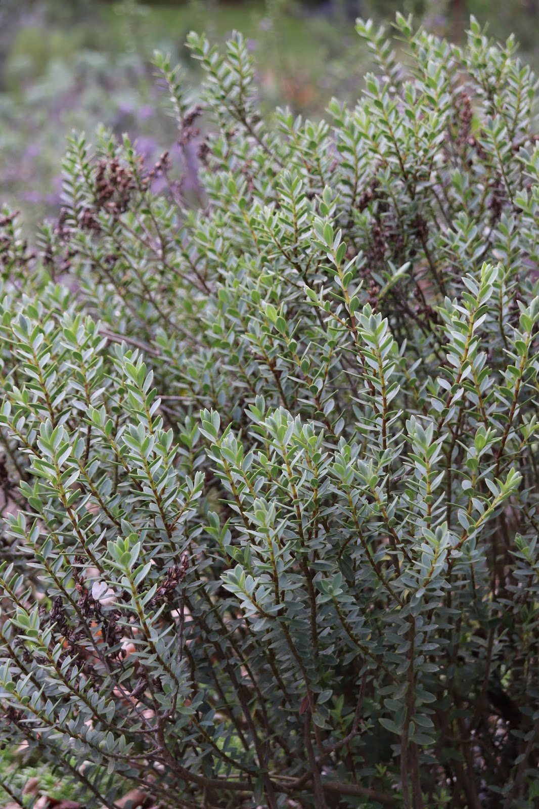 26+ Fast Growing Evergreen Shrubs For Clay Soil