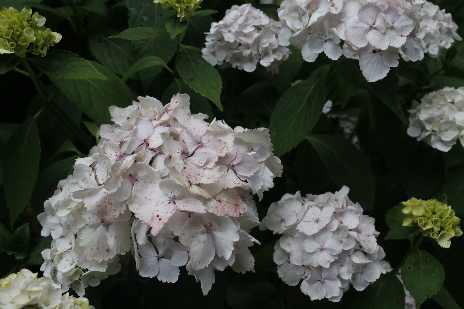 Rotary Botanical Gardens Hort Blog Panicled Hydrangeas For A