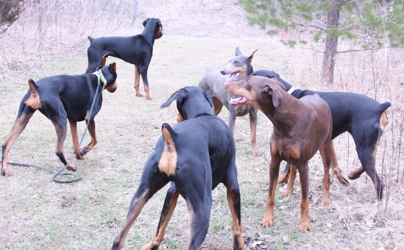 United Doberman Rescue and Canine Castaways of Minnesota Want to adopt? Like us on Facebook to