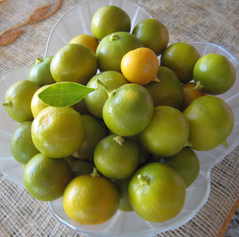Fresh Calamansi With High Quality Ready For Sale - Buy Calamansi,Fresh Calamansi